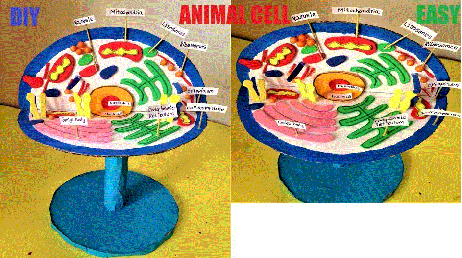 Animal Cell 3D Model for School Science Project - DIY School ...