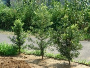 マキの育て方 自然と暮らす