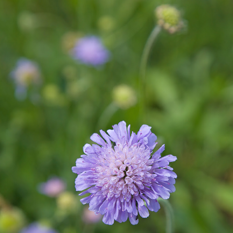 field scabious