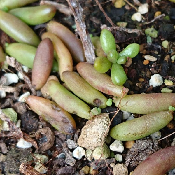 多肉植物 虹の玉 って 初心者さん育てやすさno 1 葉挿し 紅葉もご紹介 多肉初心者向けブログ