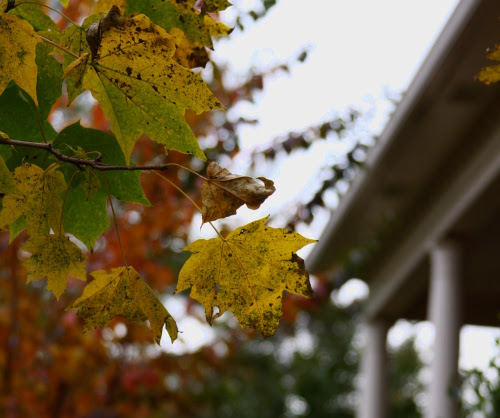 fall.corners