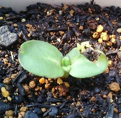 Kure の植物生活花 ミニひまわり