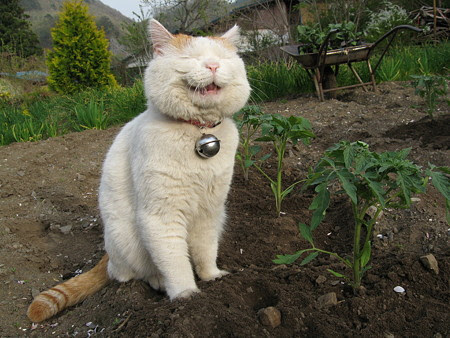 とまと かご猫 ｂｌｏｇ 楽天ブログ