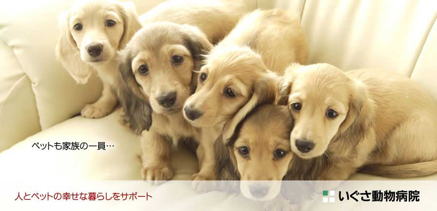 東京都杉並区のいぐさ動物病院 駐車場5台完備 下井草駅徒歩6分