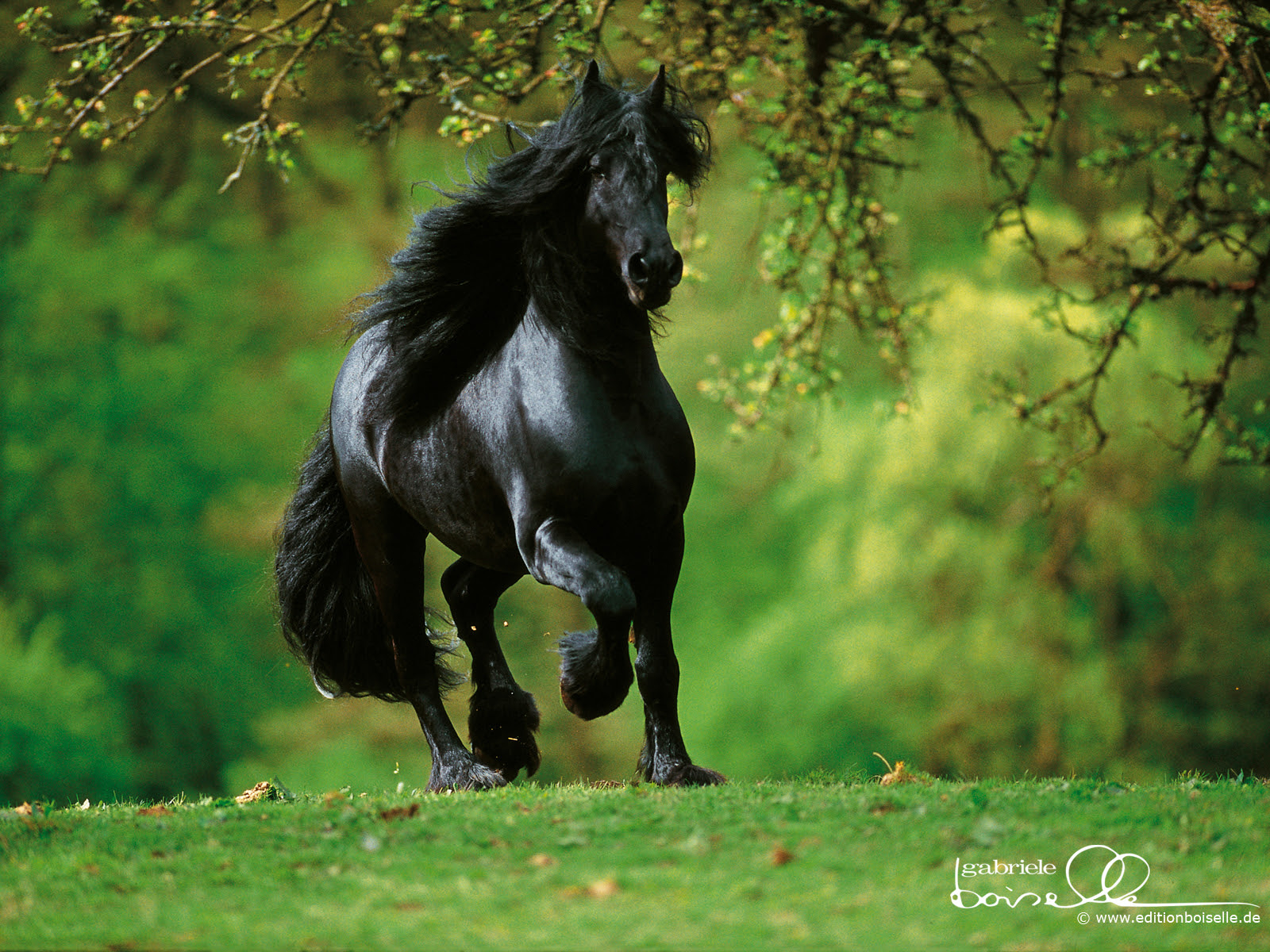 trained Horses Wallpaper Stallions Backgrounds Animals Backgrounds