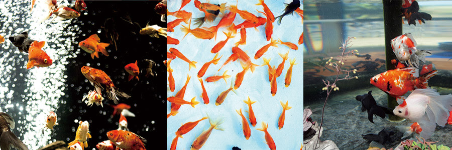 金魚の飼い方 陽水苑 錦鯉 锦鲤 金魚の専門店