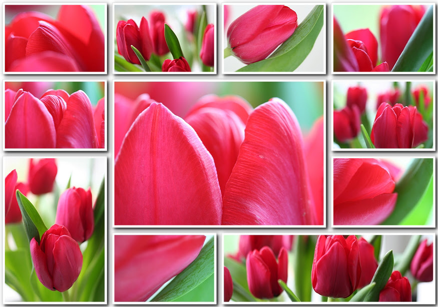 valentine tulips-000001