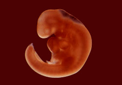4e Semaine De Coaching Grossesse Comment Va Bebe En 4eme Semaine De Grossesse Aujourdhui Com