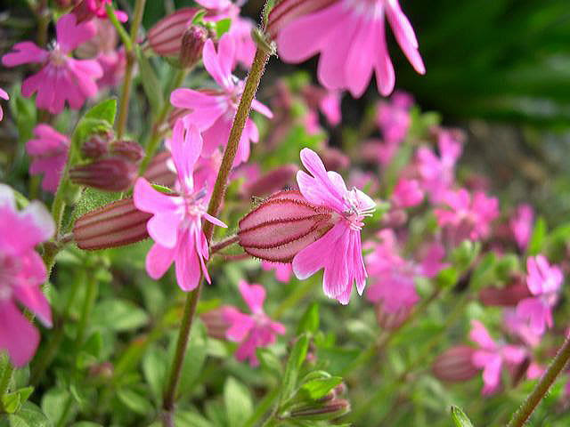 花の詩ずかん フクロナデシコ