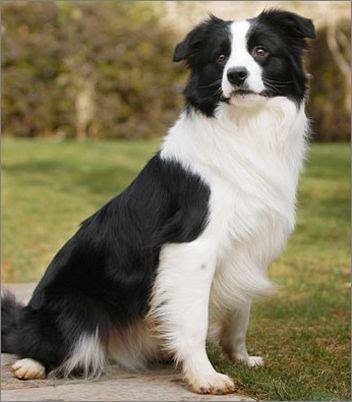 種類齊全 十五種世界最常見牧羊犬 前六種熱門 一種瀕危滅絕 每日頭條