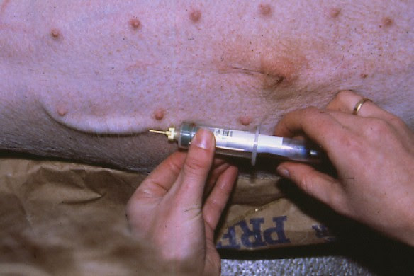 Techniques for bleeding pigs