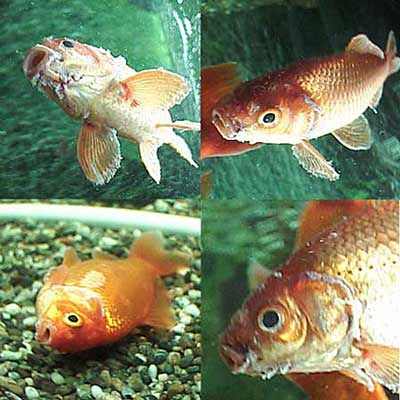 水カビ病 海軍兵学校を急襲 金魚