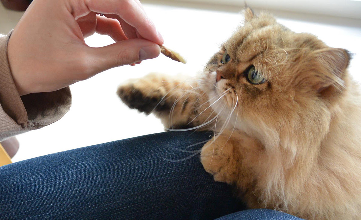 ふーちゃん公式サイト Foo Chan Com