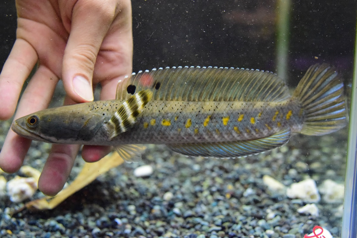 本日の入荷 静岡市の熱帯魚専門店 大型魚 古代魚 珍魚 World Rivers