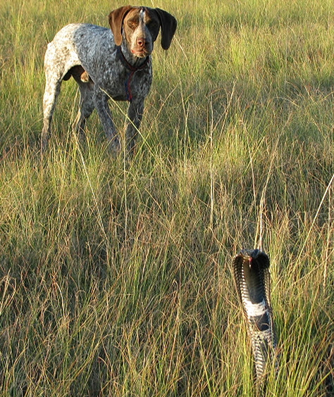 German Shorthaired Pointer Gsp Pointer Gundog Bird Dog