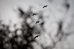 Day 23 - Flying Squadron
