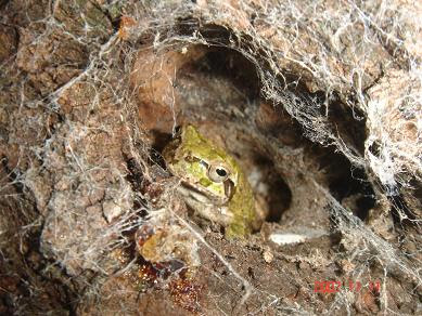冬眠間近のアマガエル 僕のなにかの日記 楽天ブログ