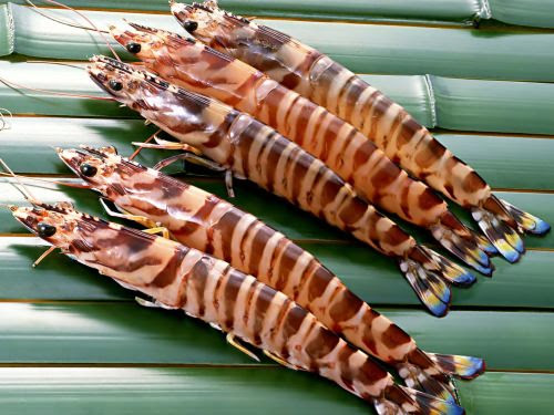 クルマエビ 芝エビ ブラックタイガー バナメイエビの違いについて 世界の謎と不思議