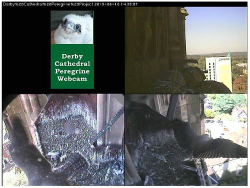 2nd Chick Takes to the Air - 16th June 2010 - 14.35