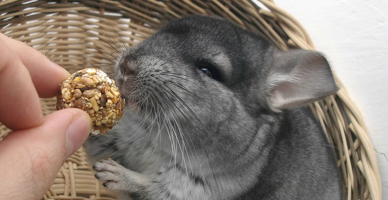 丈夫だけど飼育は難しい チンチラの特徴と飼い方 いきもんぱらだいす