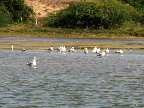 Flock of seagulls