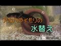 √ アカハライモリ 水槽 掃除 179293