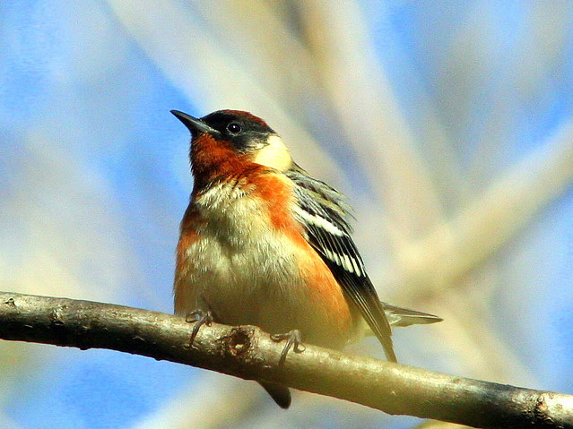 Bay-breasted Warbler 20090502