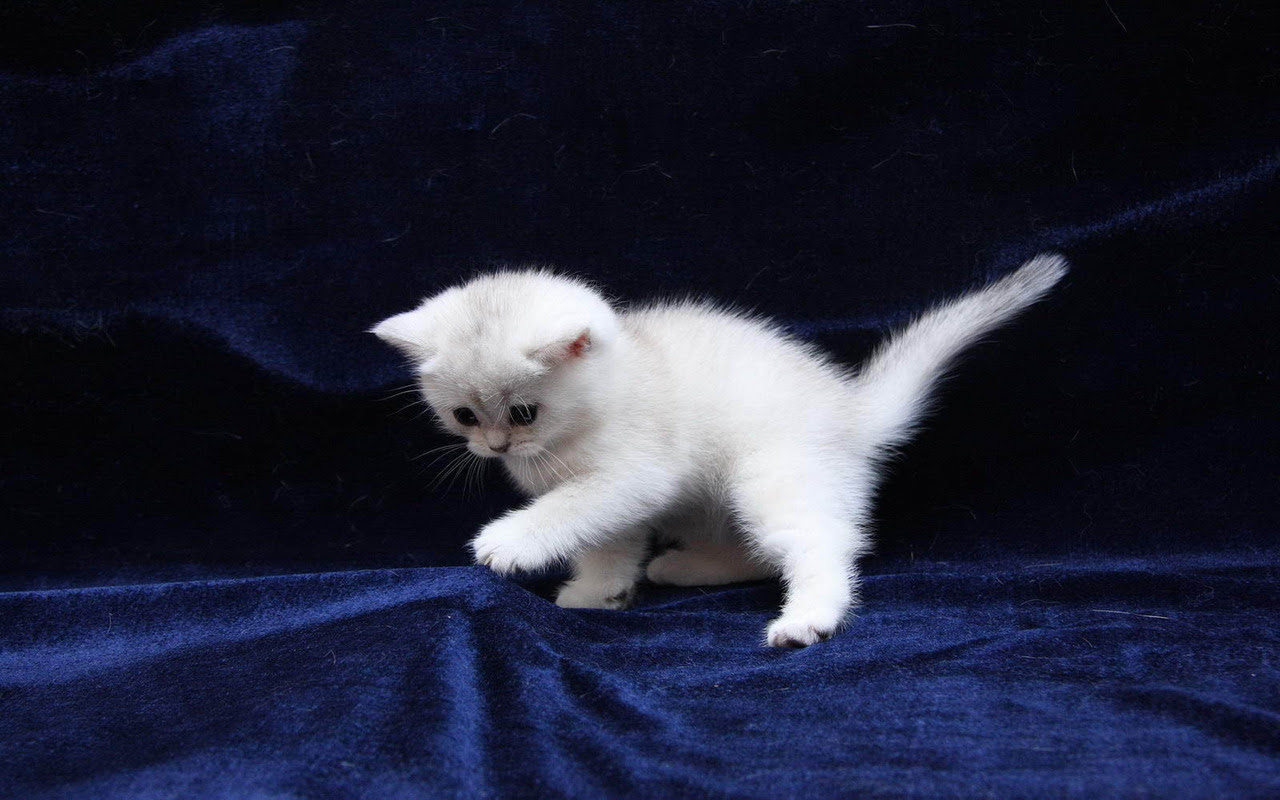 http://24.media.tumblr.com/tumblr_magk3f8QVj1rwum6go1_1280.jpg