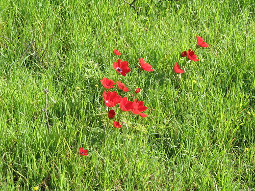 spring flowers