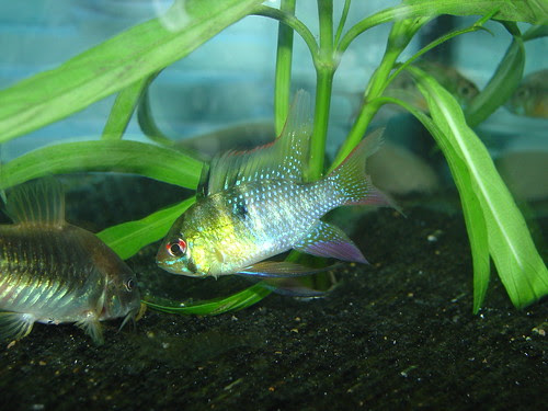 Cat In Fish Tank. aquarium Cory Cats