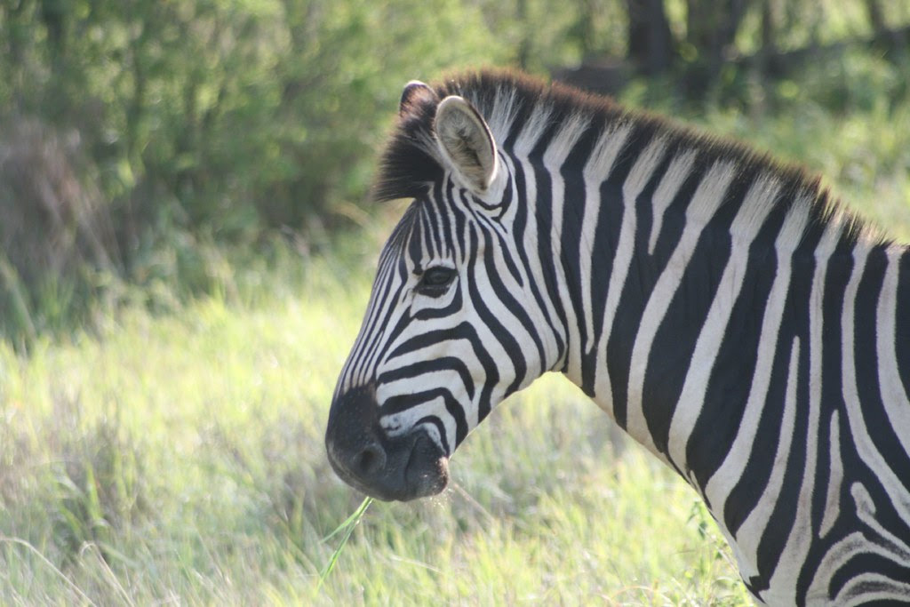 A cute zebra.