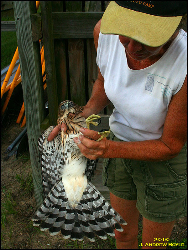 Cooper's Hawk