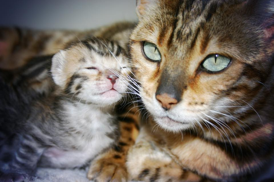 Chats Bengal Pearls Of Loves