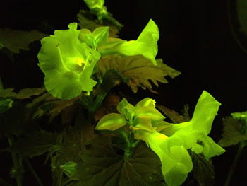 遺伝子組換えで 光る花 の開発に成功 海洋プランクトンの蛍光タンパク質を導入 花き研究所 Necソフト インプランタイノベーションズなど 旧 ウィークリー つくばサイエンスニュース