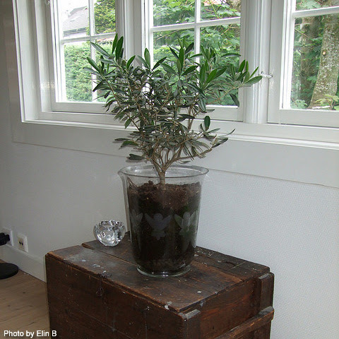 オリーブの育て方