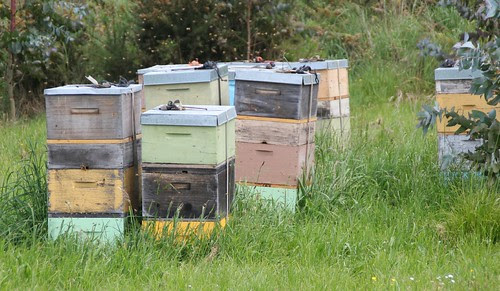 Beehives near Mapua