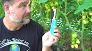 tomatoes in pots Toothbrush Tomato Trick to Get Better Fruit Set & Flower Pollination