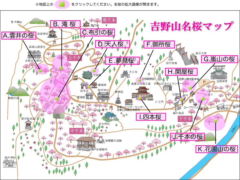 吉野山保勝会 吉野山の名桜
