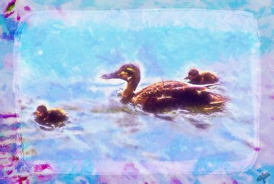 おかあさんダッコ と カルガモの親子 イラスト ４ ４ 柴犬はなちゃんの写真とイラスト 最新画像