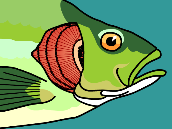 Download Gill clipart - Clipground
