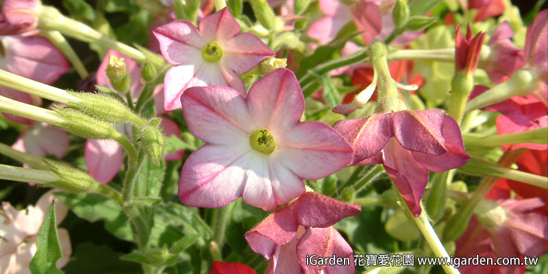 第769回花謎擂台 | iGarden花寶愛花園