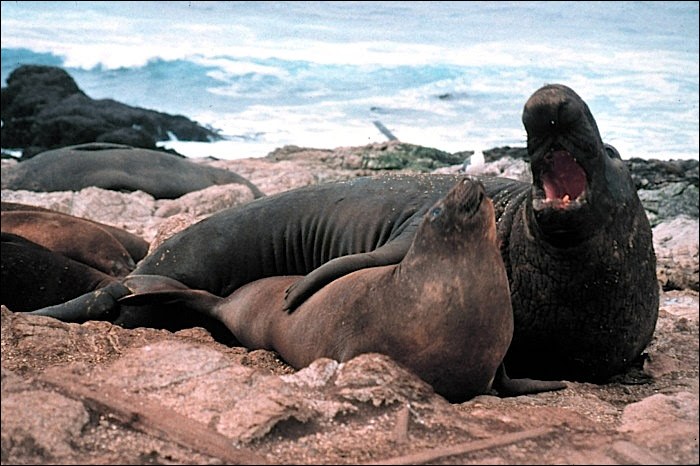 Earthguide Elephant Seals