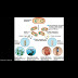 A Transgenic Organism Is: - Transgenic animals new - What is a transgenic organisms?.