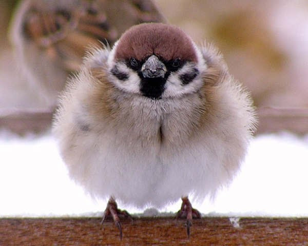 うっとりするほど丸くて可愛い16匹の動物 Netgeek