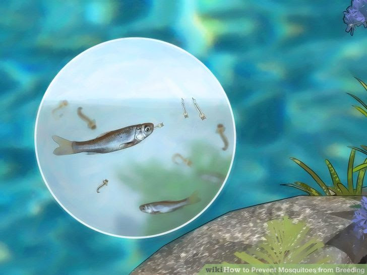 Prevent Mosquitoes from Breeding Step 12.jpg