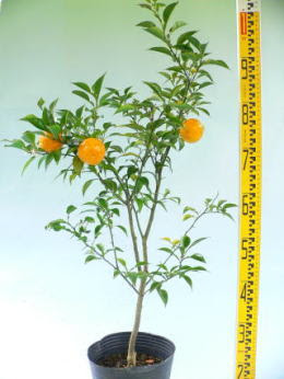 Beg Greenhouse Interpersonal ユズ 苗 Musashi Kai Jp