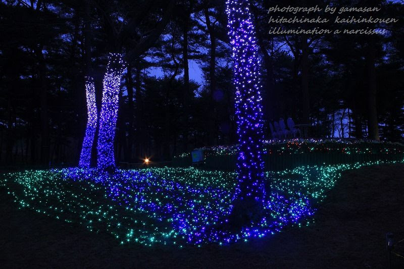 国営ひたち海浜公園 イルミネーション 本気で趣味を