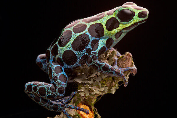 How to Take Care of a Pet Frog
