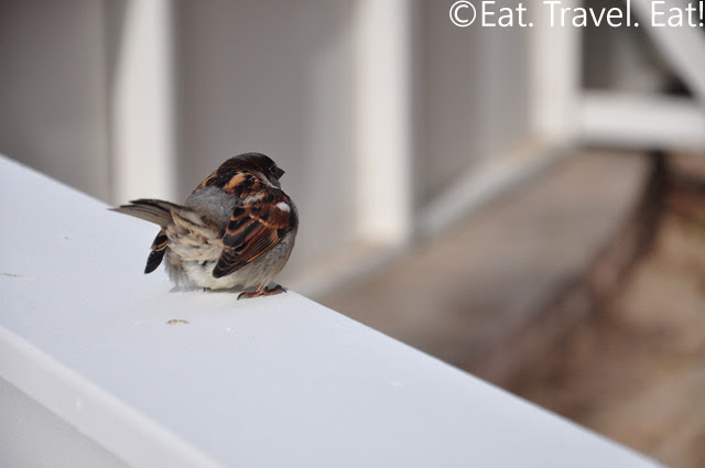 Bird in Construction Zone