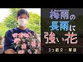 [最も人気のある！] 雨に強い花 プランター 279661-雨に強い花 プランター